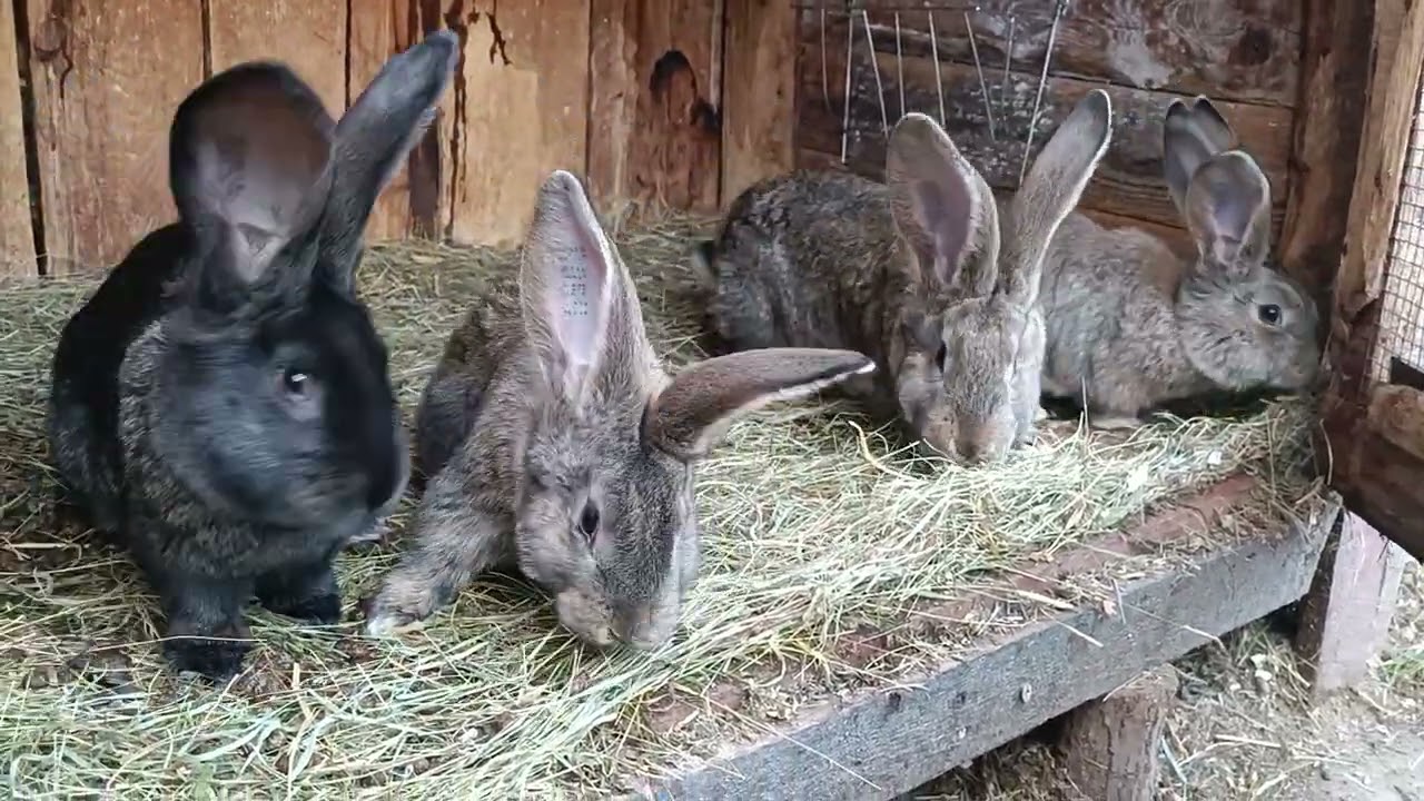 6 cuiburi noi, uriaș si doici