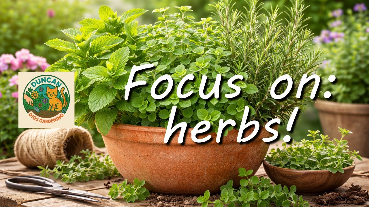 Episode 3 - Focus on Herbs