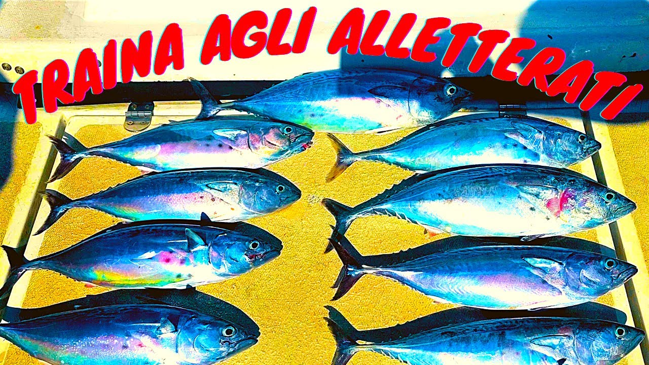 Tonni ALLETTERATI 20 STRIKE in 4 ore a TRAINA COSTIERA !!!