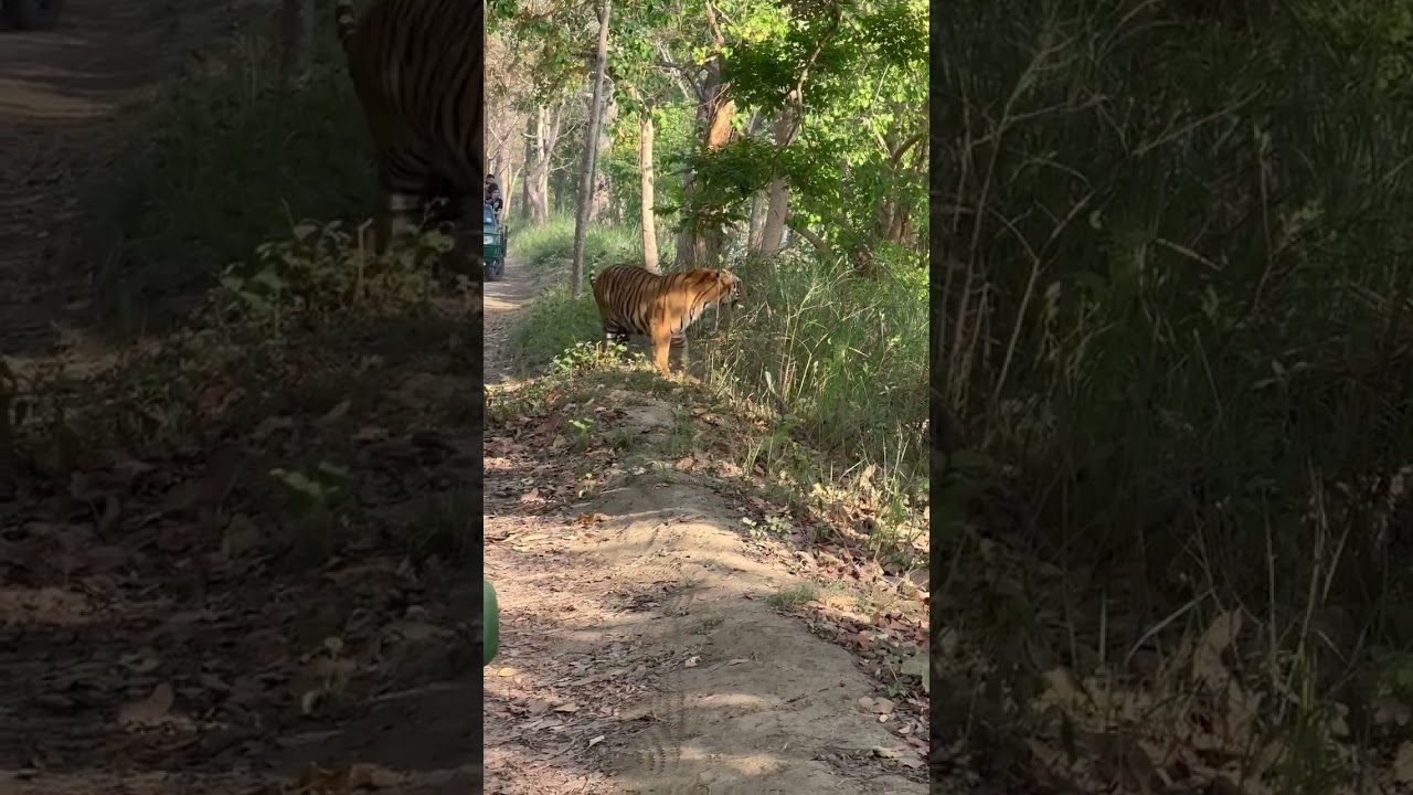 Pilibhit tiger reserve safari
