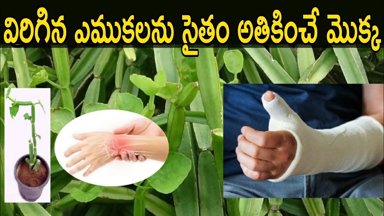 అందరినీ ఆశ్చర్యపరుస్తున్న అధ్భుతమైన మొక్క బంగారం కంటే విలువైనది.. కనిపిస్తే అస్సలు వదలద్దు