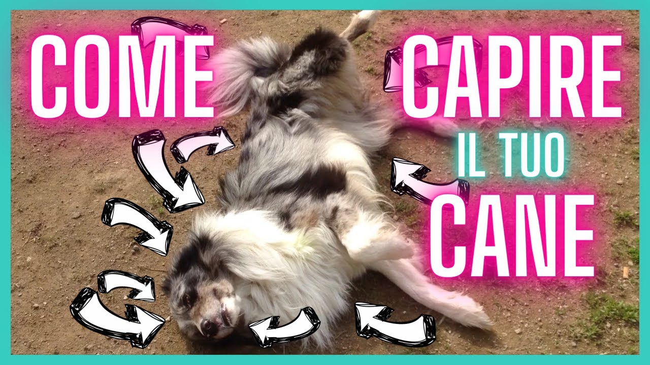 Come COMUNICA il CANE?? il LINGUAGGIO del CORPO - IL LINGUAGGIO DEL CANE
