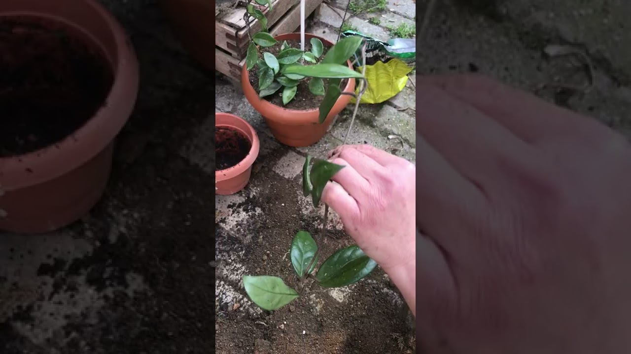 Mum çiçeği saksı değişimi👍