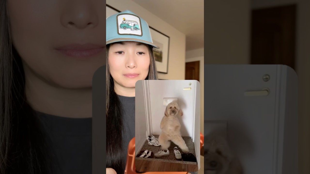Here’s a quick tutorial on how to turn a simple photo of your pet into this trending dance video ✨🎥