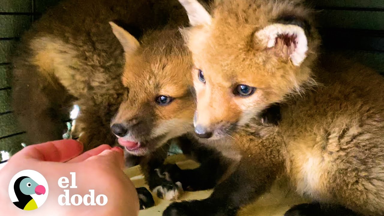 Zorros bebés gruńones se convierten en unos dormilones en las piernas de su rescatador | El Dodo