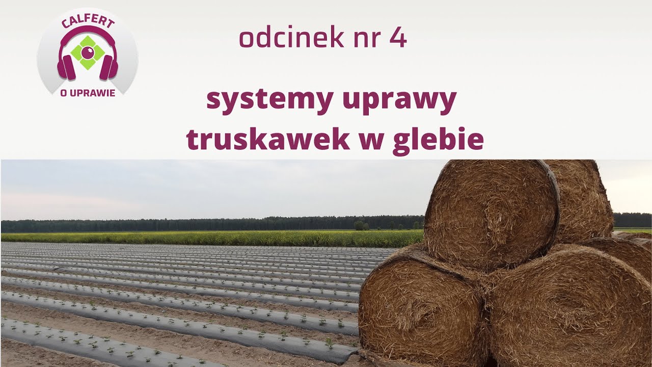 4. Jaki system glebowej uprawy truskawek wybrać, podczas zakładania nowej plantacji?