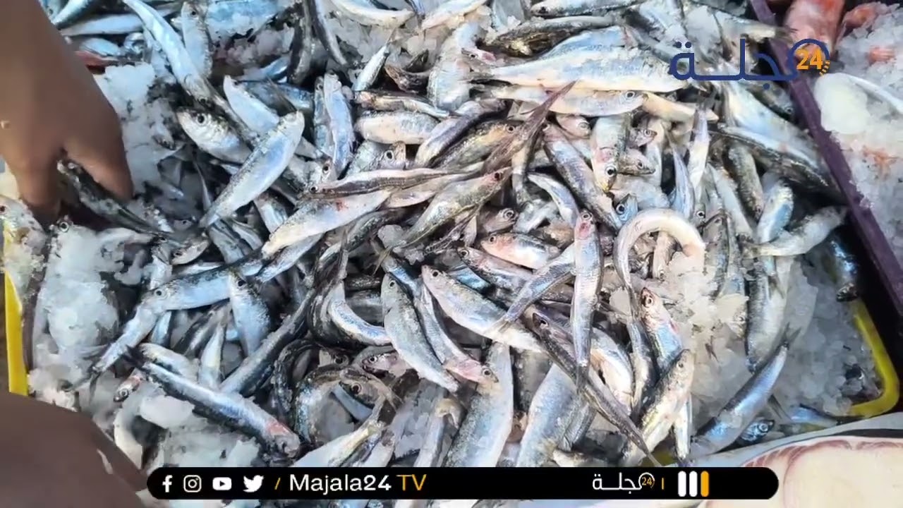 سمير مول الحوت يكشف أسعار السمك فالسوق هاد الصباح