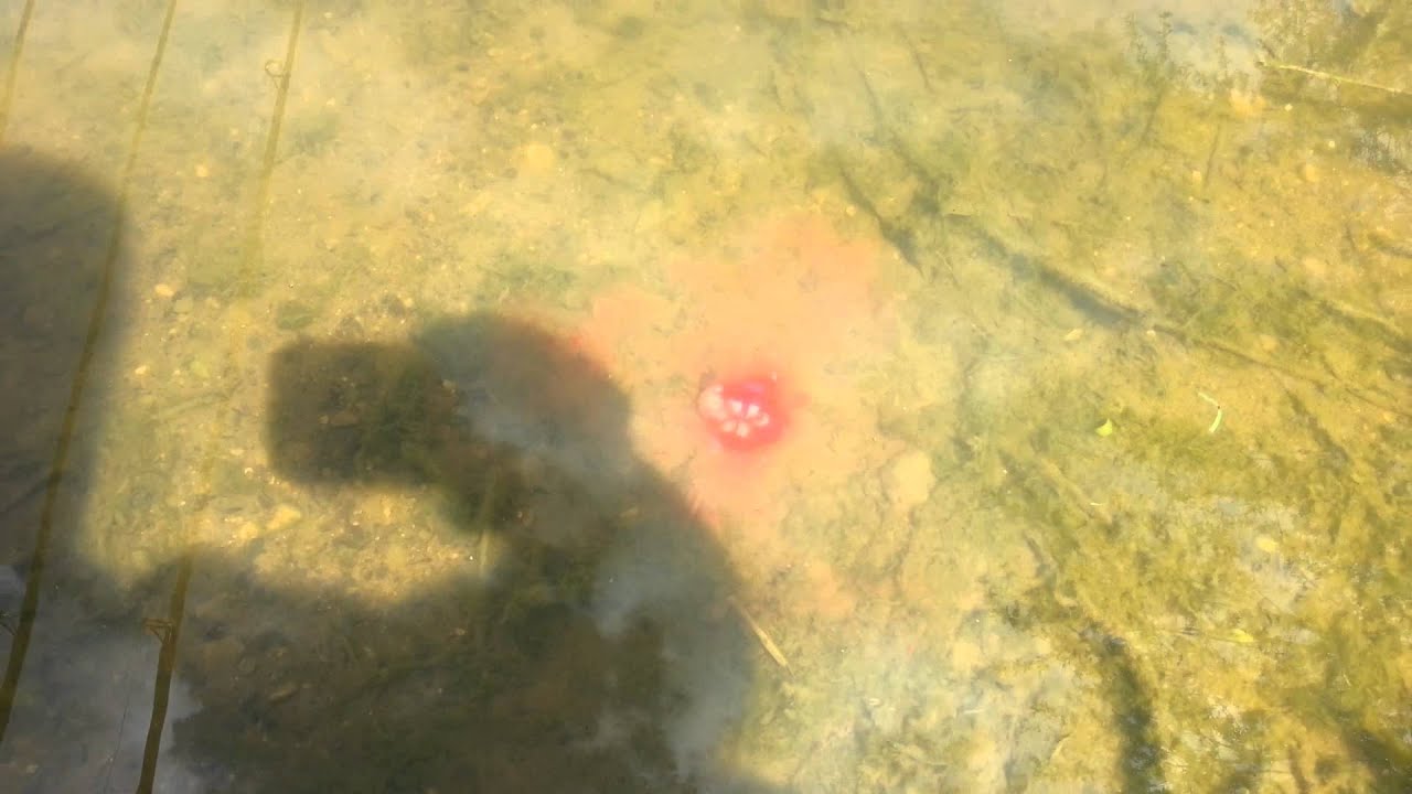 Korda almond goo with live system boilies