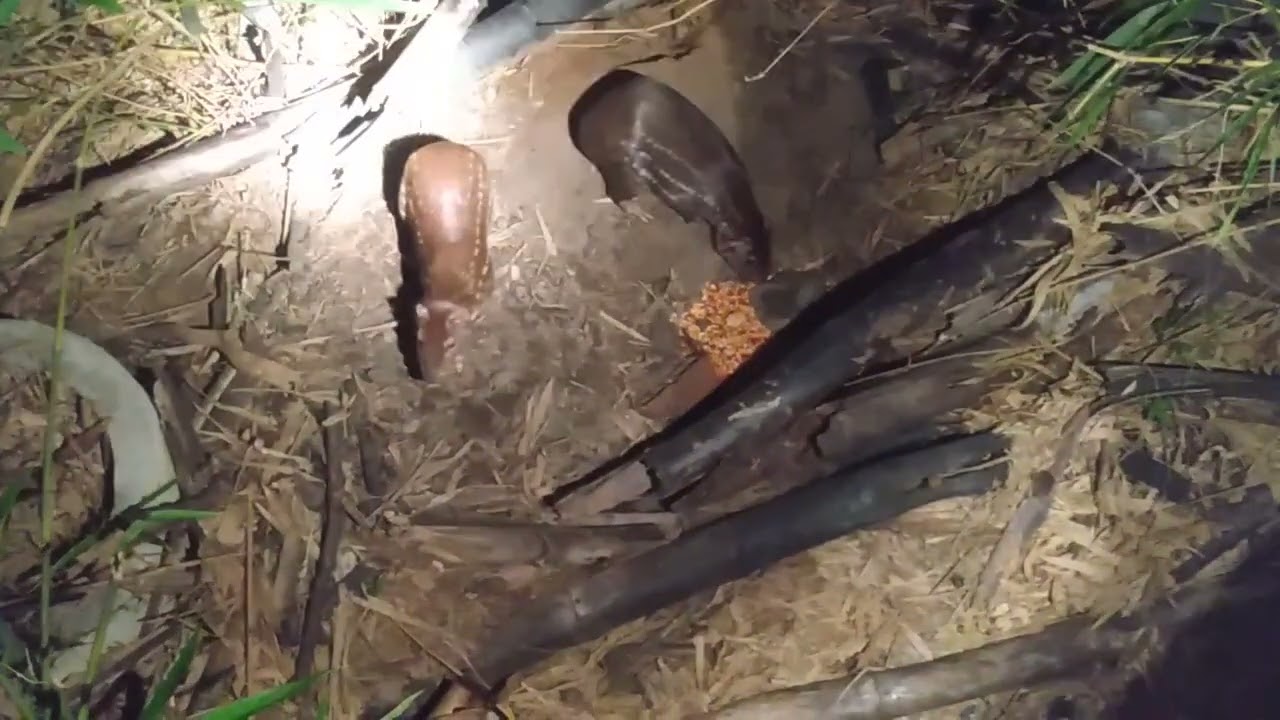 levando meu netinho de 6 anos para filmar paca pela primeira vez com a gente ,e ele amou ! 😊