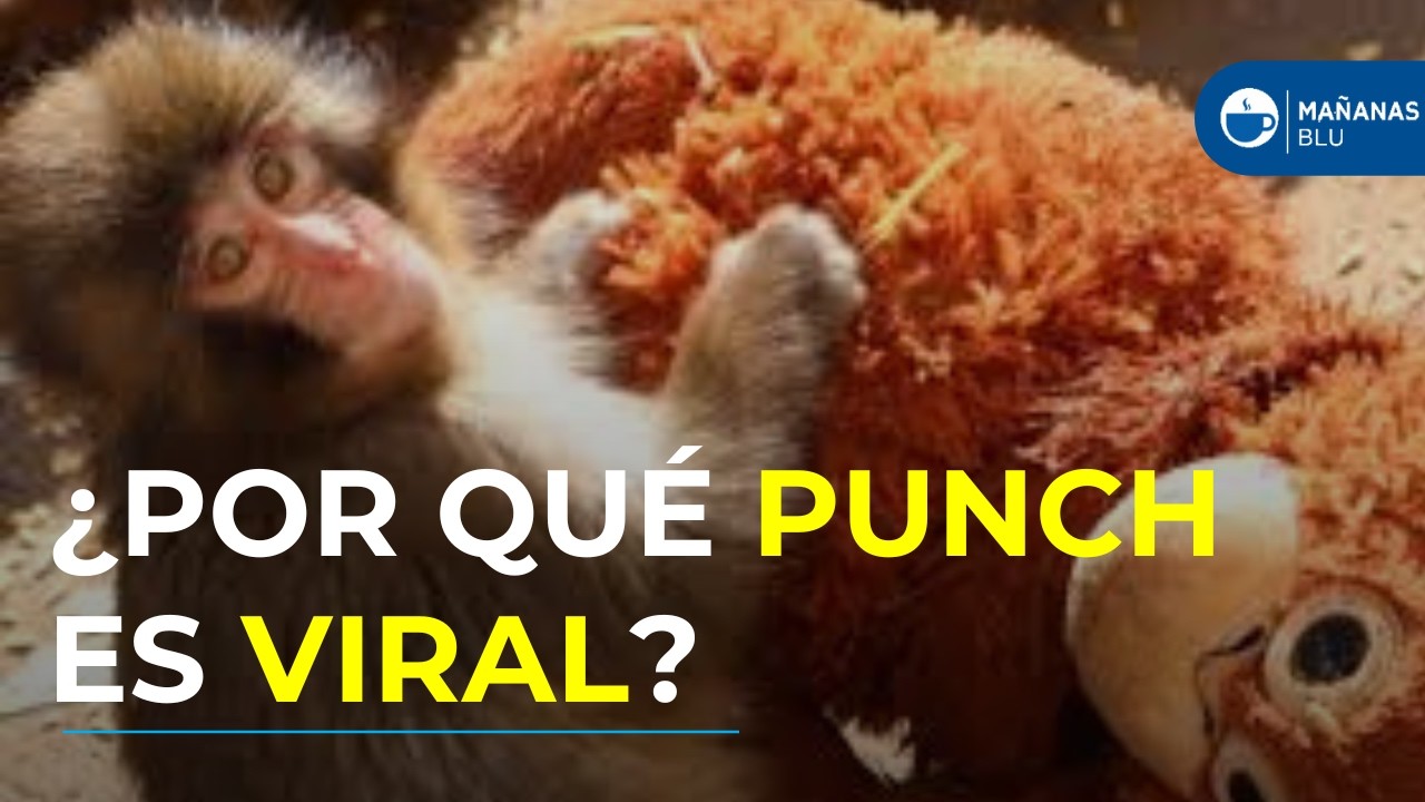 La triste historia de Punch, el macaco rechazado por su madre que se refugia en un peluche