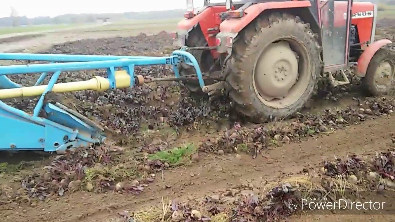 Kopanie buraka czerwonego okrągłego 2016