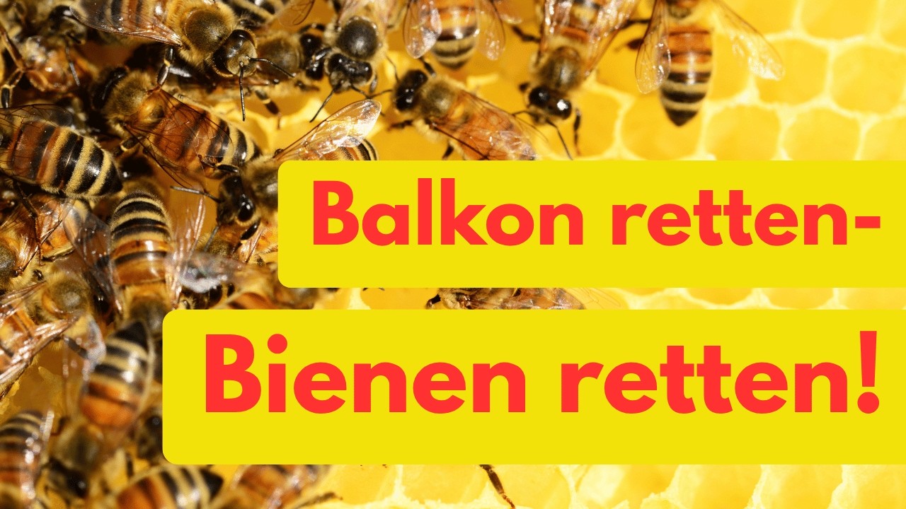 🐝 Balkon retten, Bienen retten – mit diesen 12 Pflanzen!