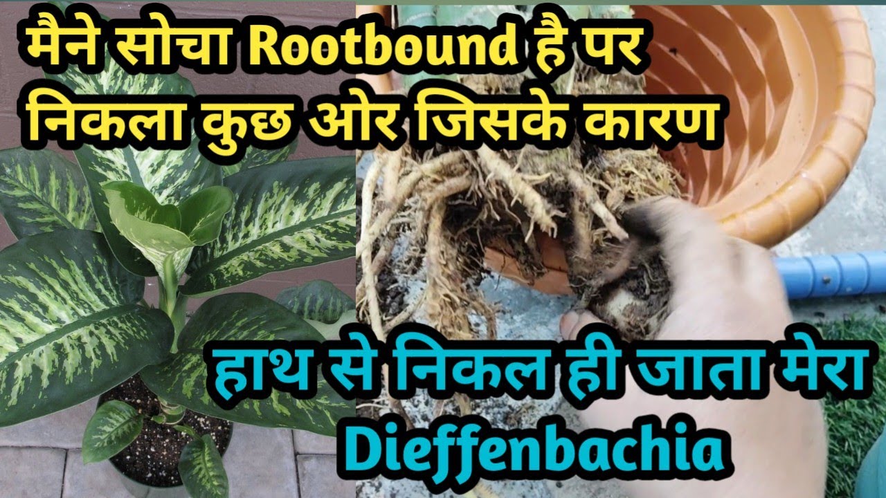 Repotting/Depotting of Dieffenbachia Plant//सही समय पर चेक कर लिया नहीं तो हाथ से निकल ही जाता 