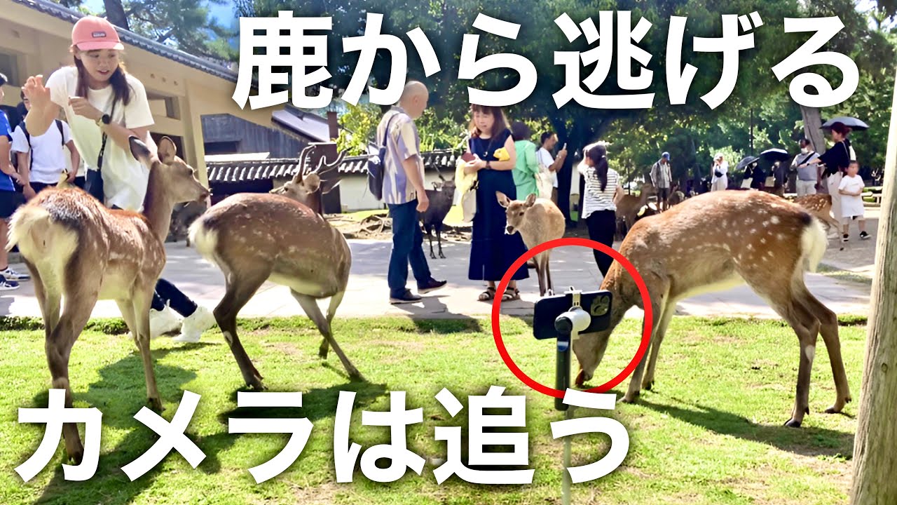 【AI追従】最新のジンバル凄っ！奈良さんぽをInsta360 Flowで撮影してみた！