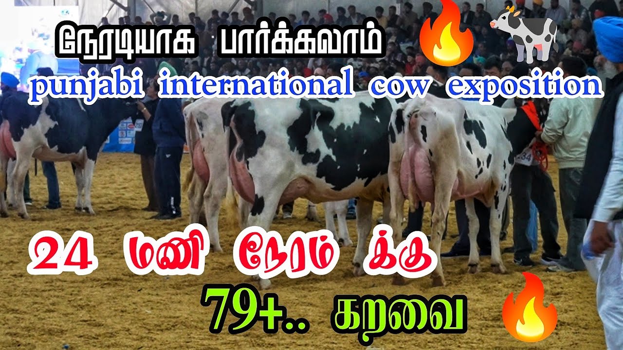 24 மணி நேரம் க்கு 79+ கறவை இந்த வருடம் 2026 punjabi international cow exposition #cow Live 