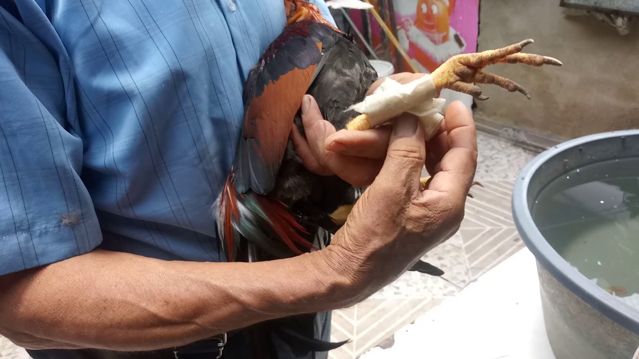 Para fracturas de aves