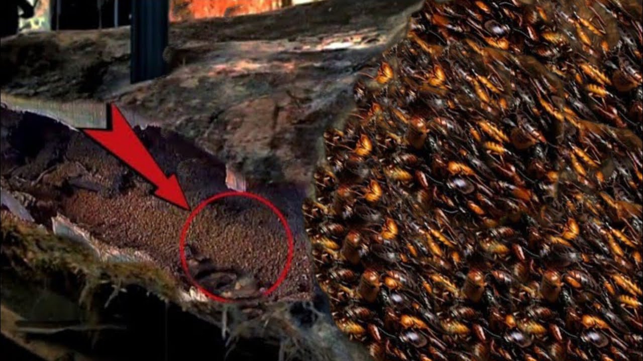 Dangerous !! hollow teak logs believed to be big scorpion nest in sawmill
