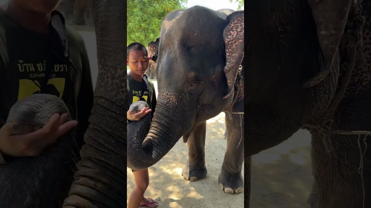 Elephant world, This place is one of the best one places so far in Thailand