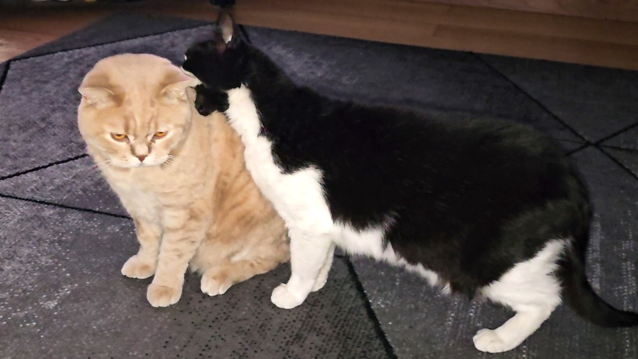 Cat Bites & Kisses Other Cat