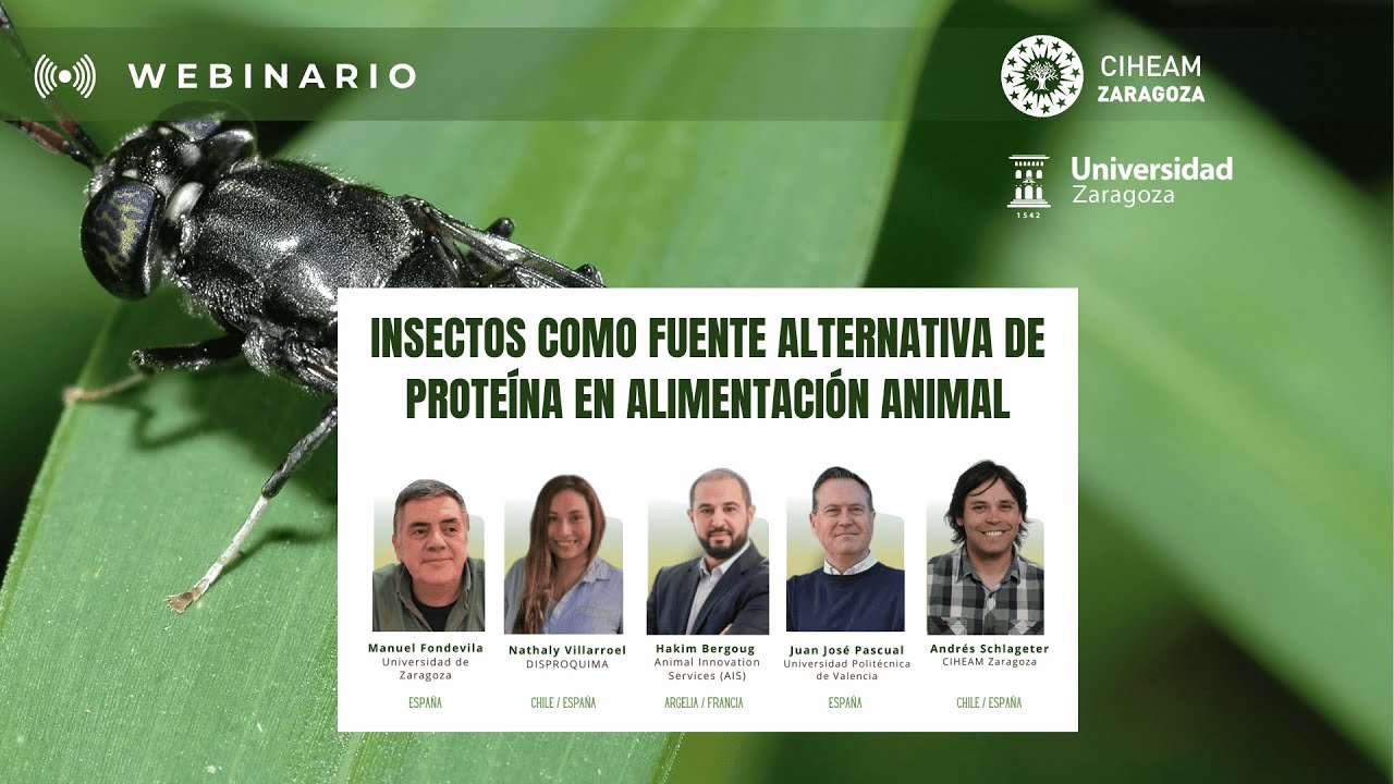 Webinario - Insectos como fuente alternativa de proteína en alimentación animal
