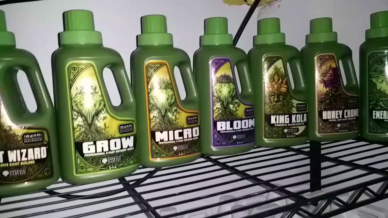 Day 52 flower six-way nutrients shootout becoming unruly, winter is here