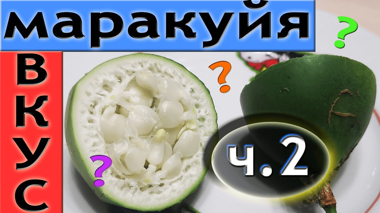 Маракуйя Северная Отзыв, Вкус ч2! Дегустация Пассифлоры Инкарната! Пассифлора съедобная...