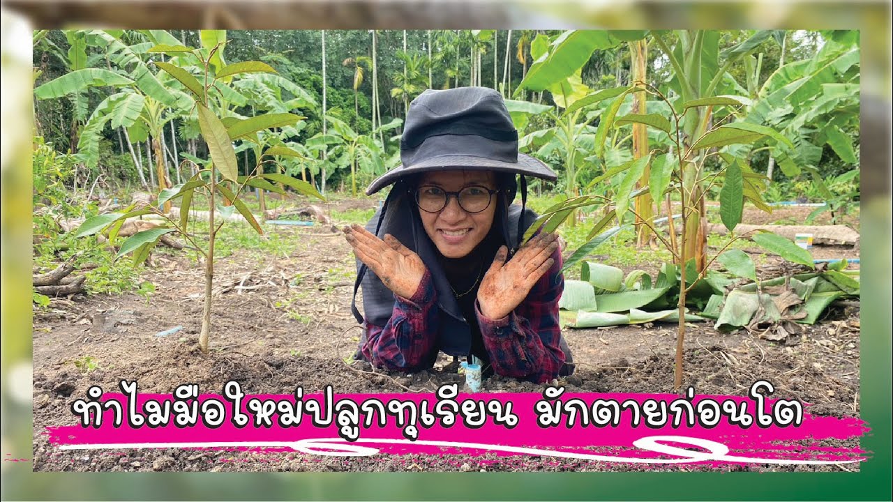 ทำไมมือใหม่ปลูกทุเรียน มักตายก่อนโต🔰