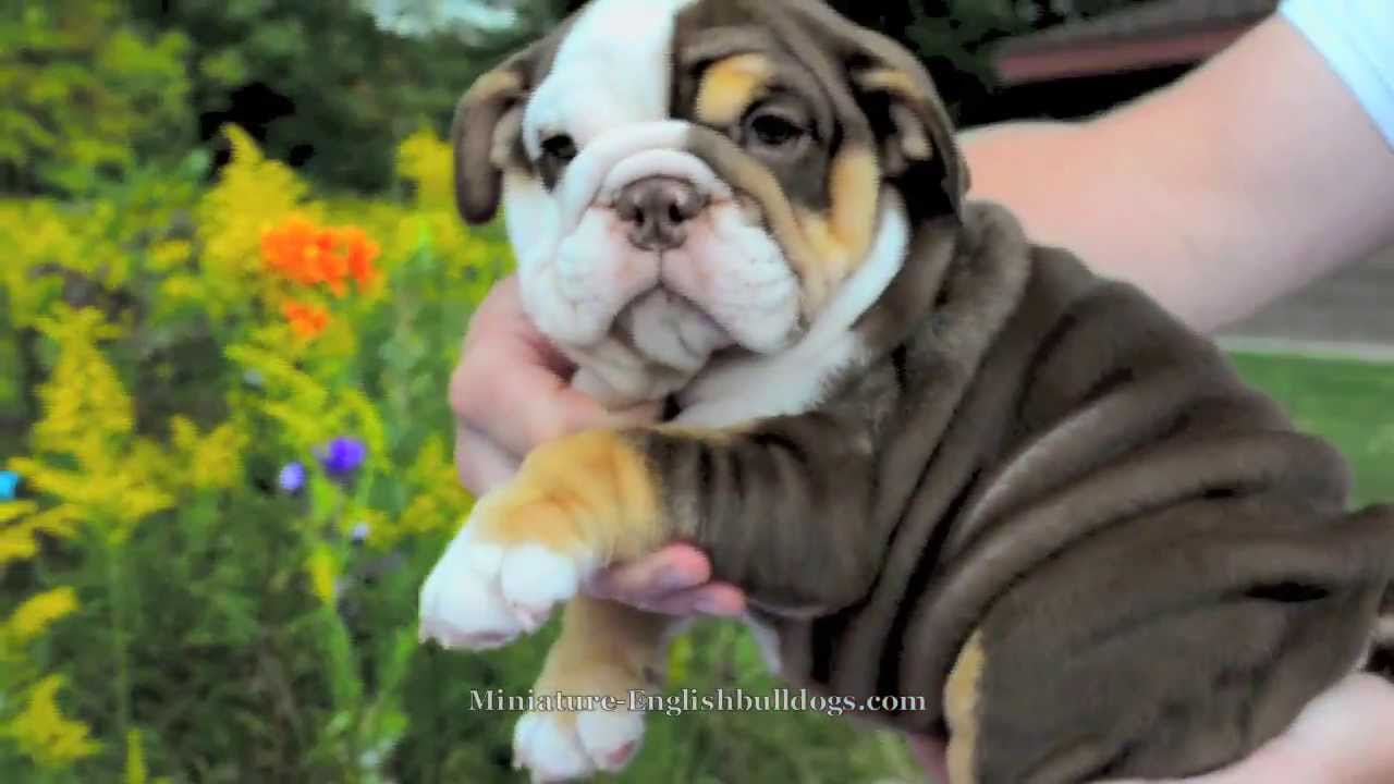 Chocolate tri english bulldog puppy