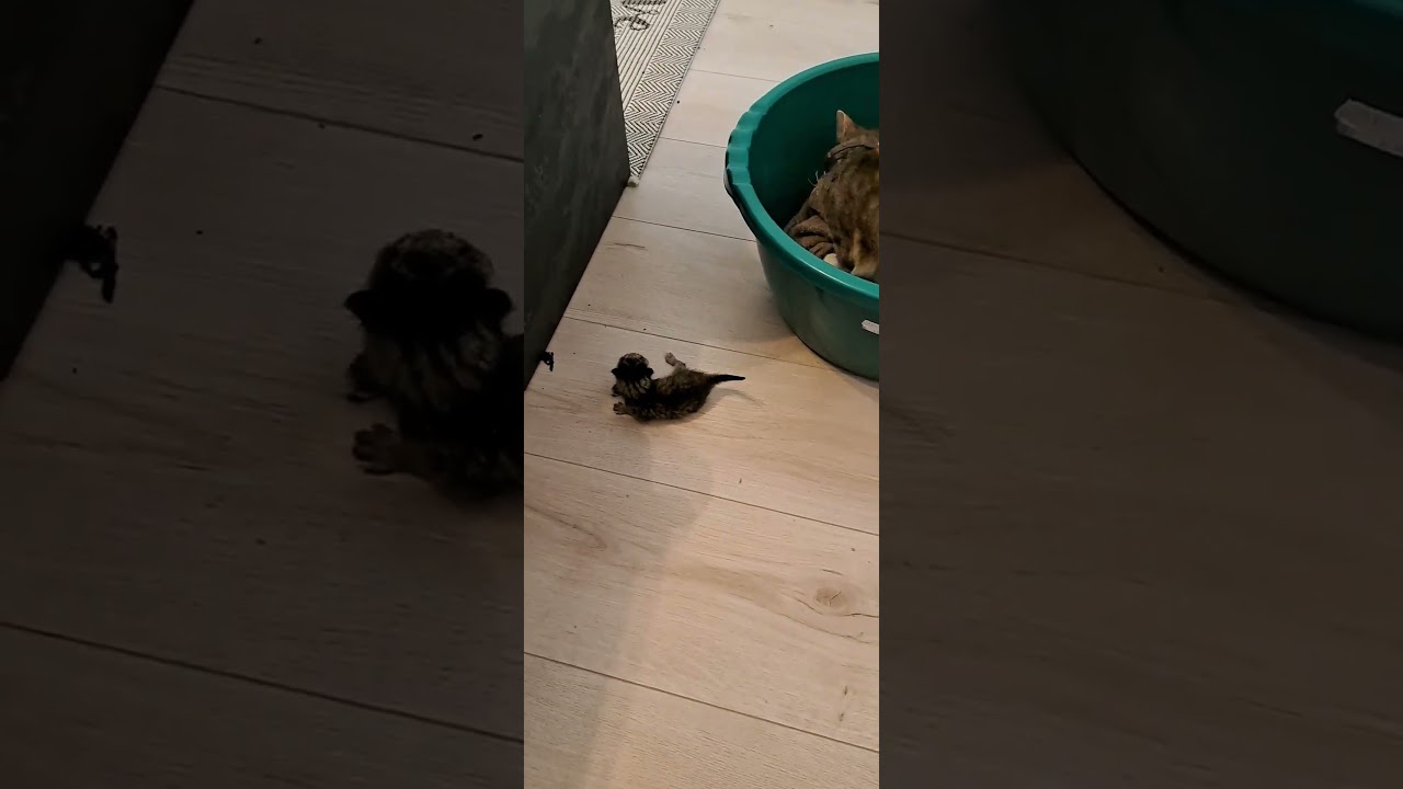 Tiny Newborn Kittens Meowing - So Cute You'll Squeal!