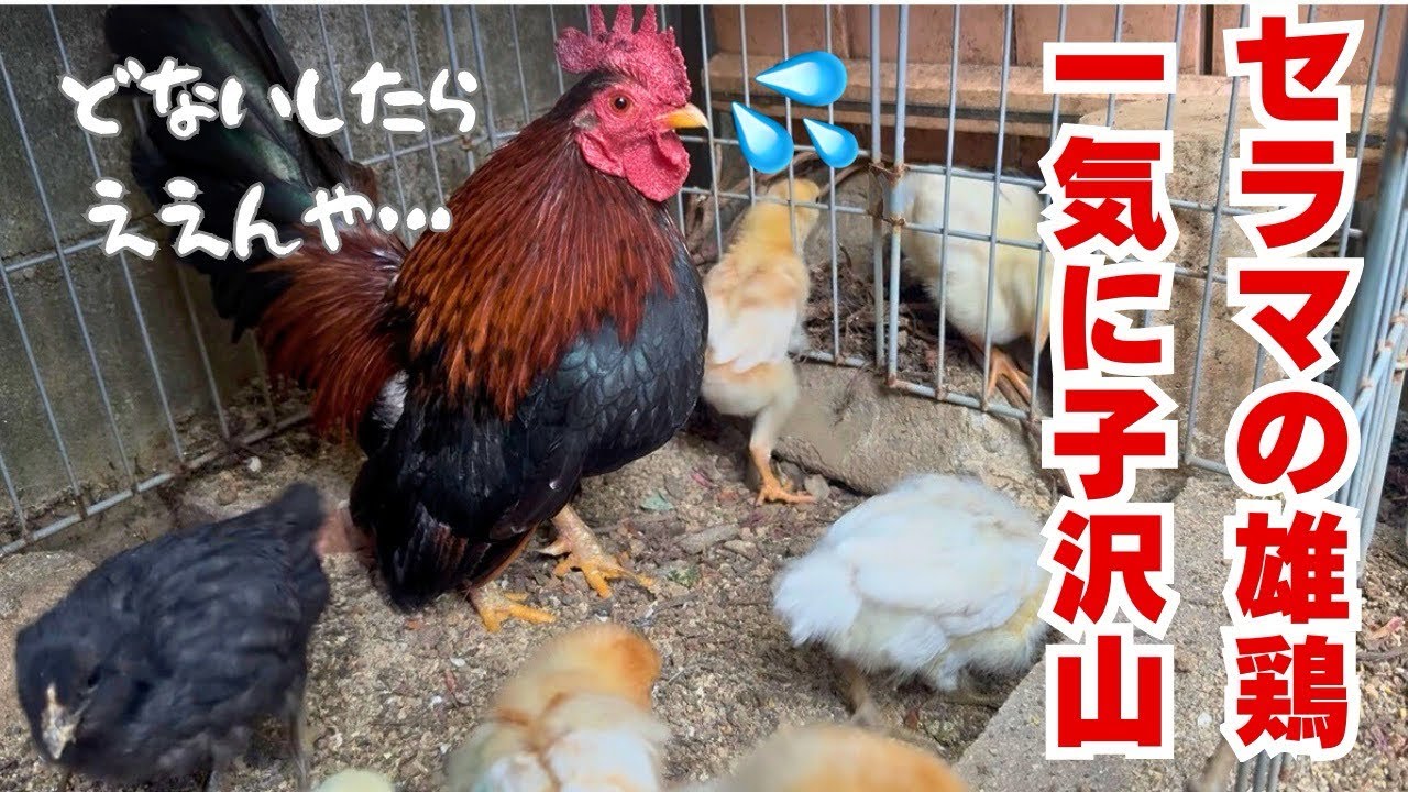 【ひよこ】セラマの雄鶏がおばあちゃんチャボと同居になりヒヨコにも包囲されました…