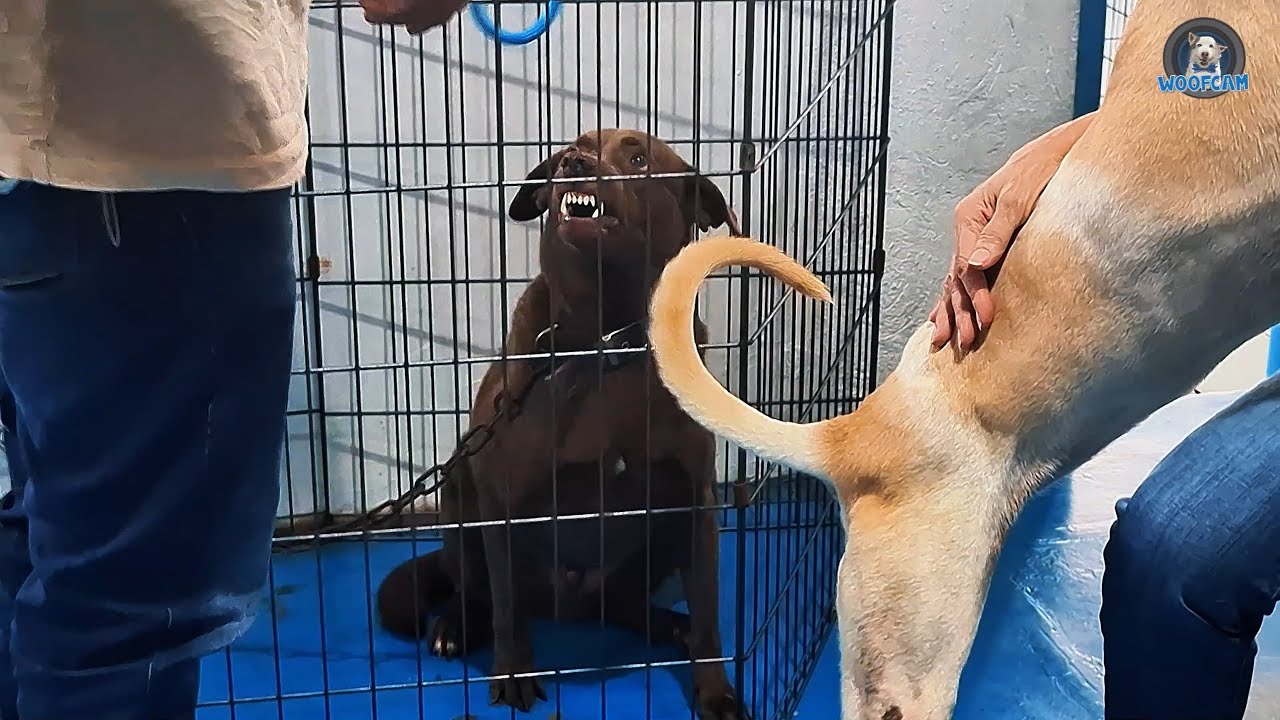 Дрессировка нервной собаки из приюта (часть 1)