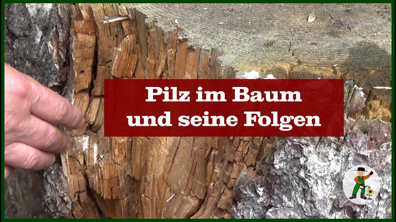 Pilz im Baum und die Auswirkungen