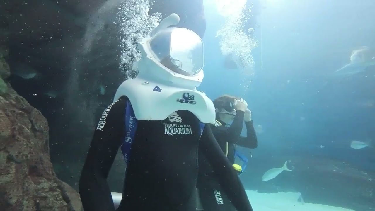 SeaTREK Experience | Underwater Walking Tour | Florida Aquarium | Tampa FL | POV | Insta360 | Go3