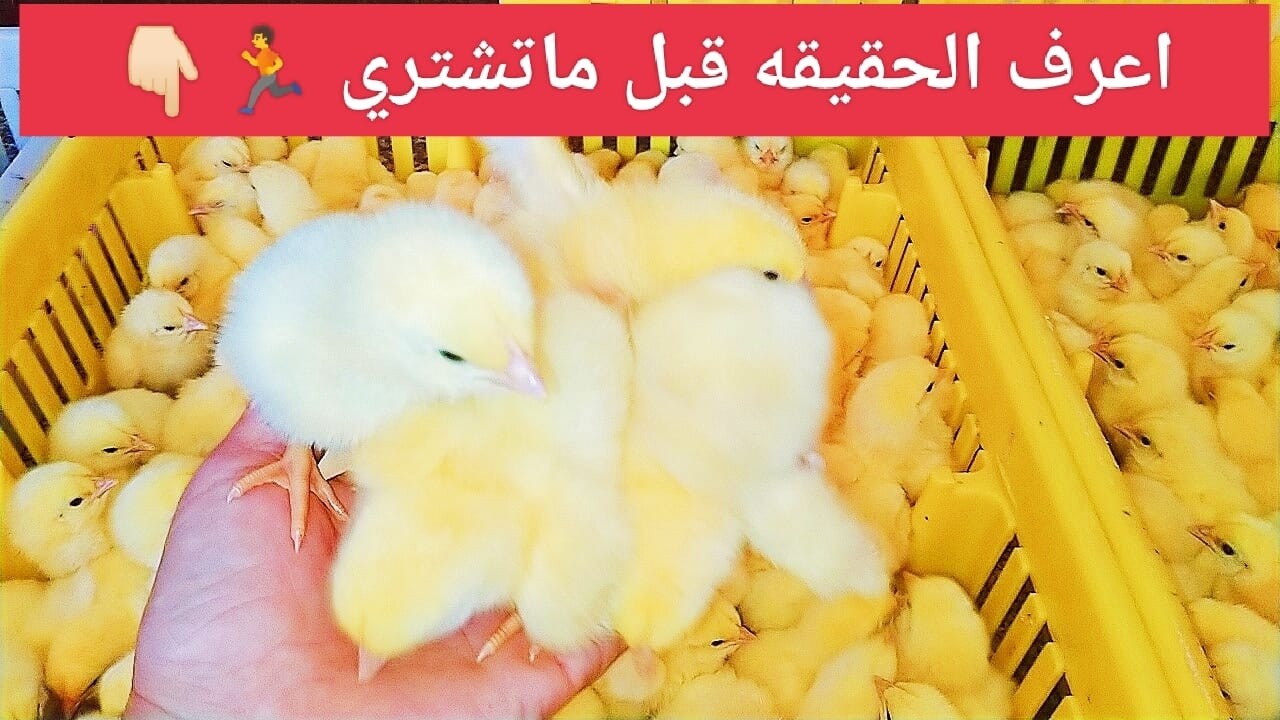 عاااجل تحديثات جديده الآن✋وانقلاب سوق الدواجن واسعار الكتاكيت تفاجئ الجميع بورصه الاربعاء 😯🏃👇