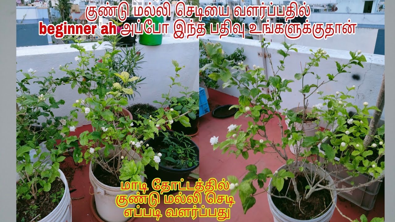 for beginners how to grow Kundu malligai in maadi thottam | terracegarden jasmine plant growing tips