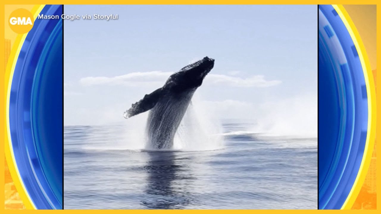 Whale of a story in Hawaii