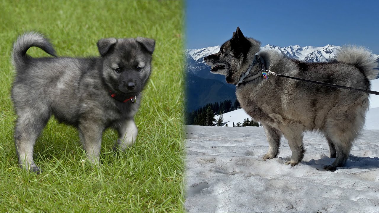 Remembering Shadow, Our Norwegian Elkhound – Her First and Last Year With Us