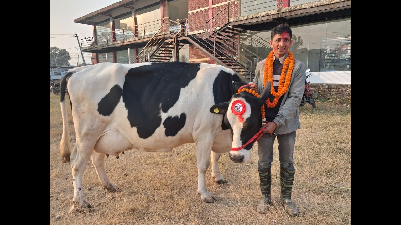 राष्ट्रिय गाई प्रदर्शनीमा कामना कृषि तथा पशुपन्छी फर्मका सञ्चालक अर्जुन ढकालको गाई प्रथम