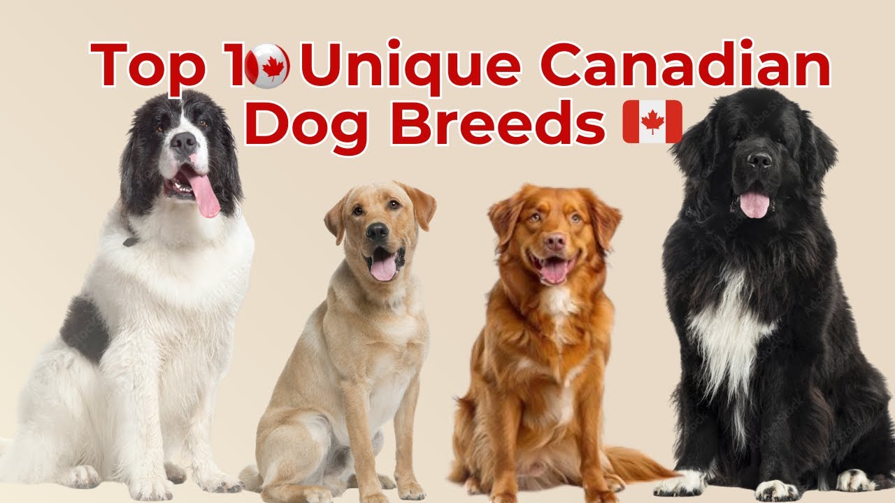 🇨🇦 Топ-10 пород собак, происходящих из Канады 🐕❄️ | Откройте для себя наследие уникальных канадск...