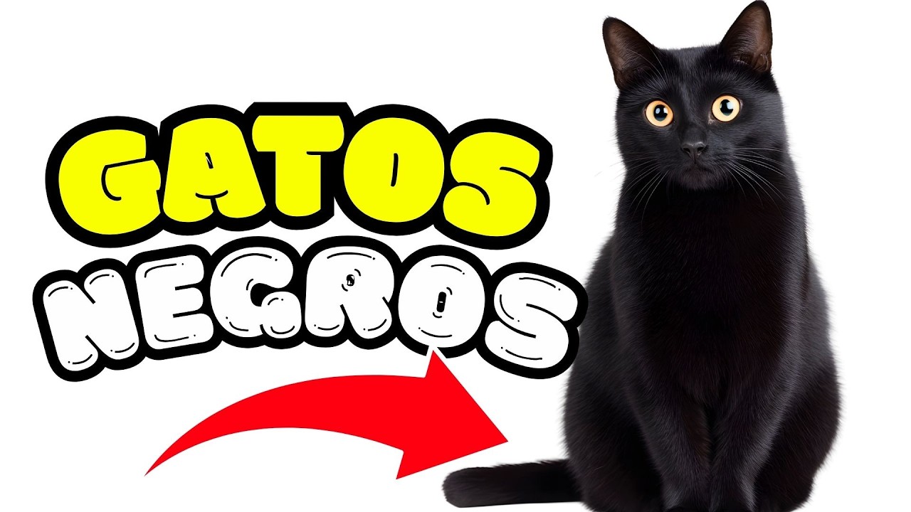 9 Secretos Ocultos de los GATOS NEGROS | Mitos, Historia y Verdades Sorprendentes.