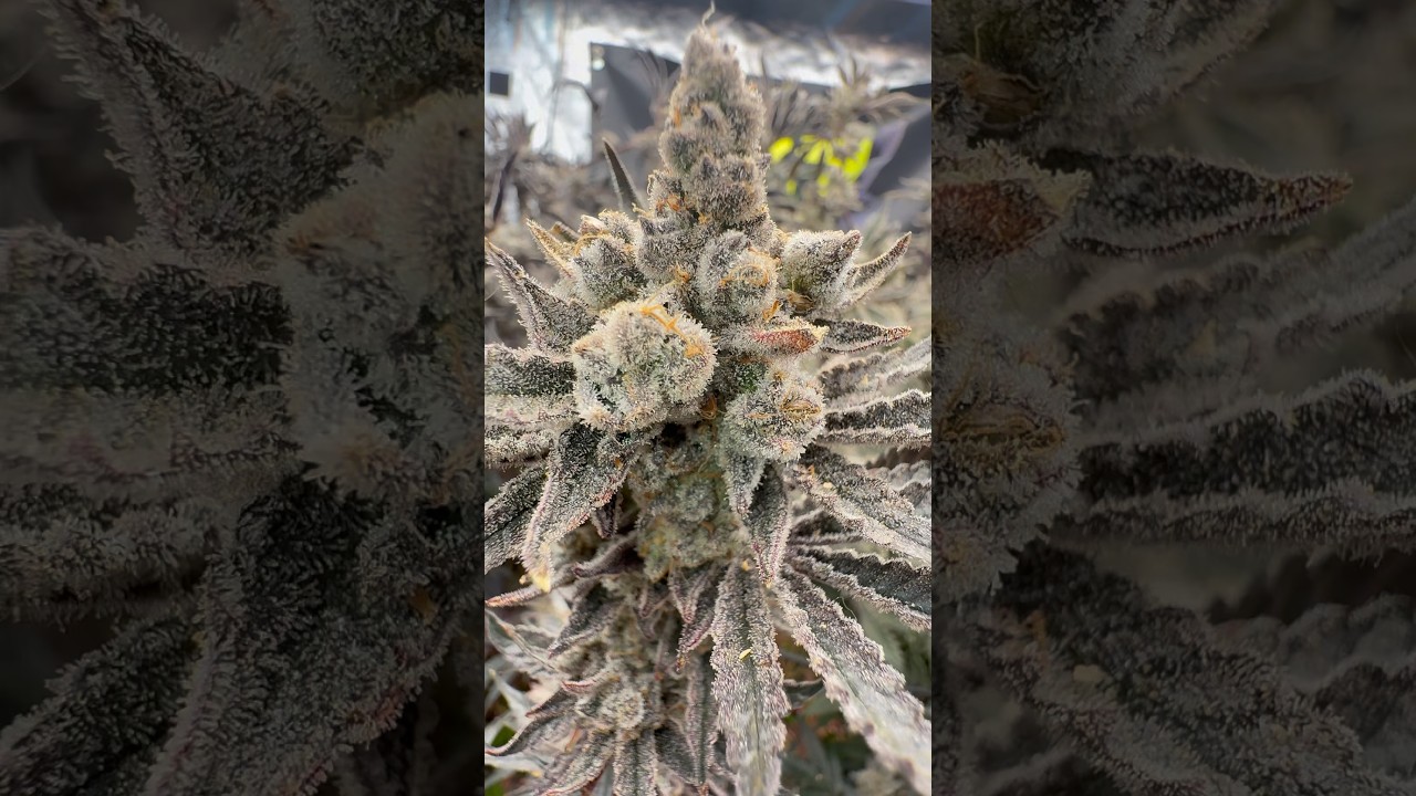 ❄️ Elite Cannabis Breeding : G7&rsquo;s Frozen Tree #2 Seeded BUT Still Frosted