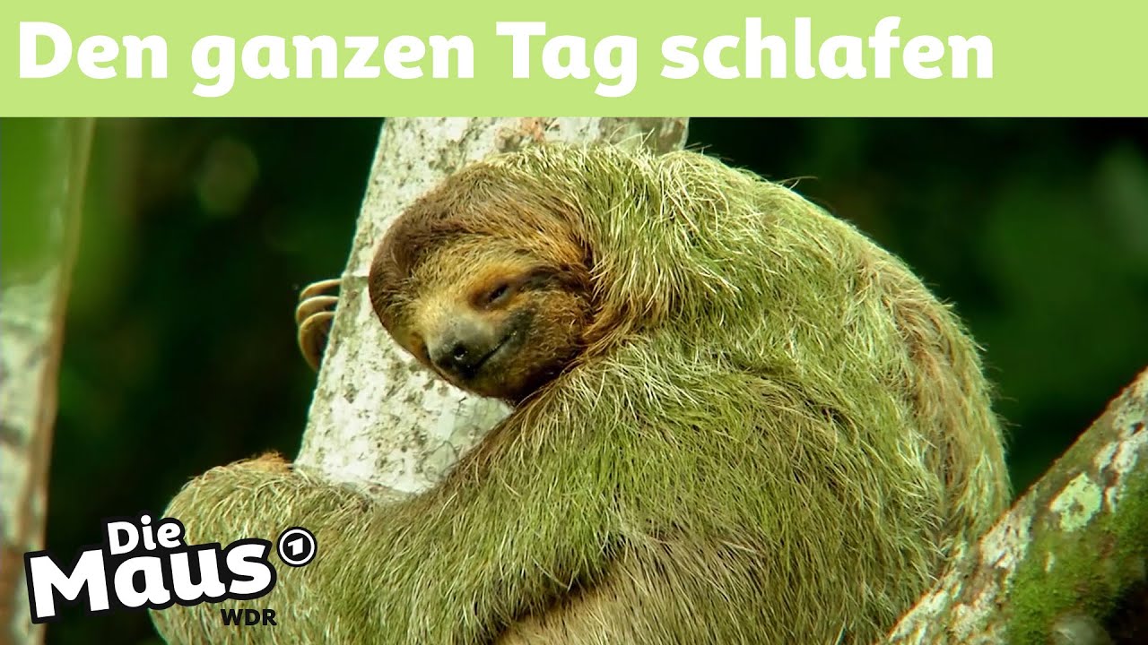 Sind Faultiere faul? | DieMaus | WDR