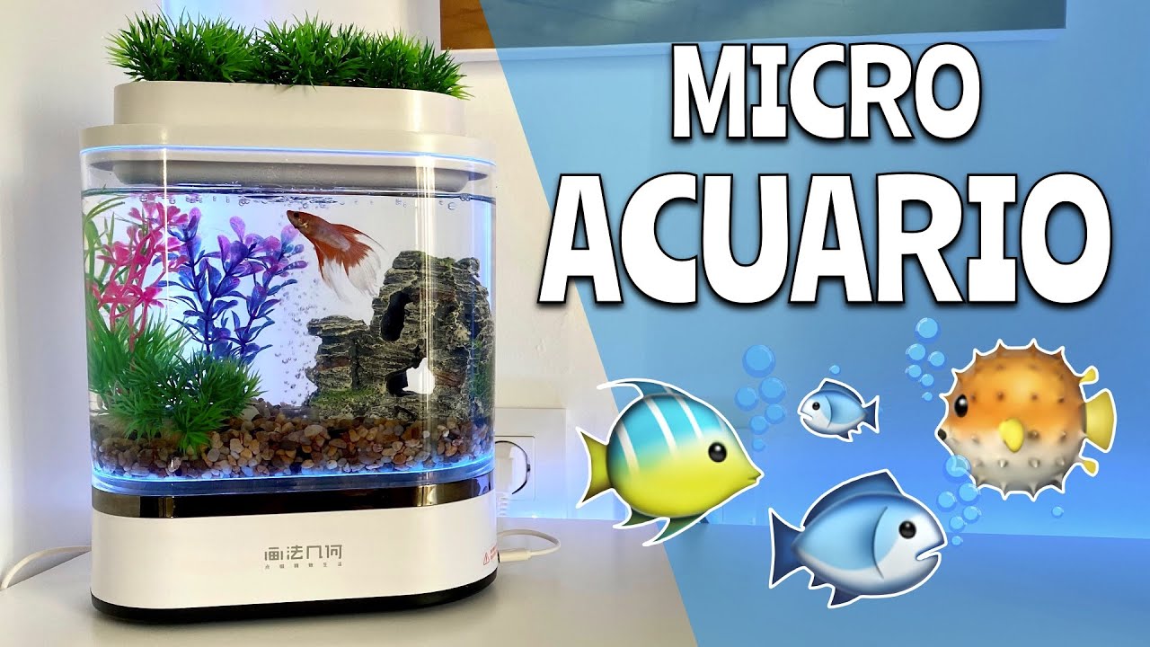 Mi nuevo MICRO ACUARIO ya funciona en CASA y en él vive DORADO, un PEZ BETTA SPLENDENS