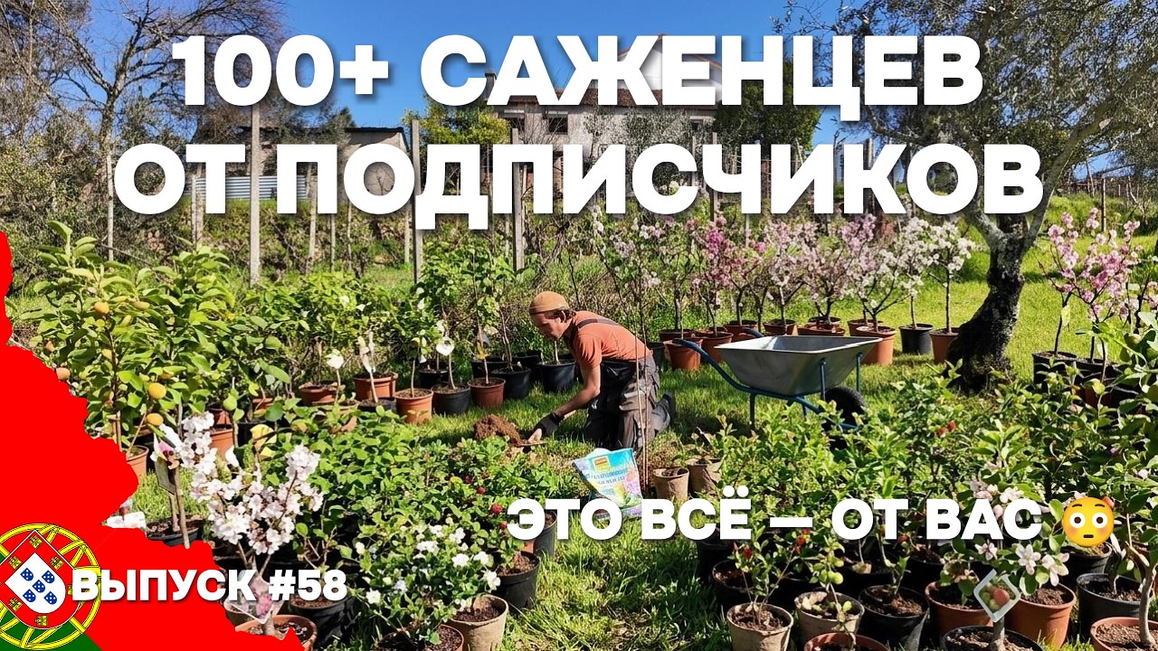 Мой &laquo;Сад друзей&raquo; в Португалии. Подписчики подарили 100+ саженцев | Дом в Португалии. Выпуск 58