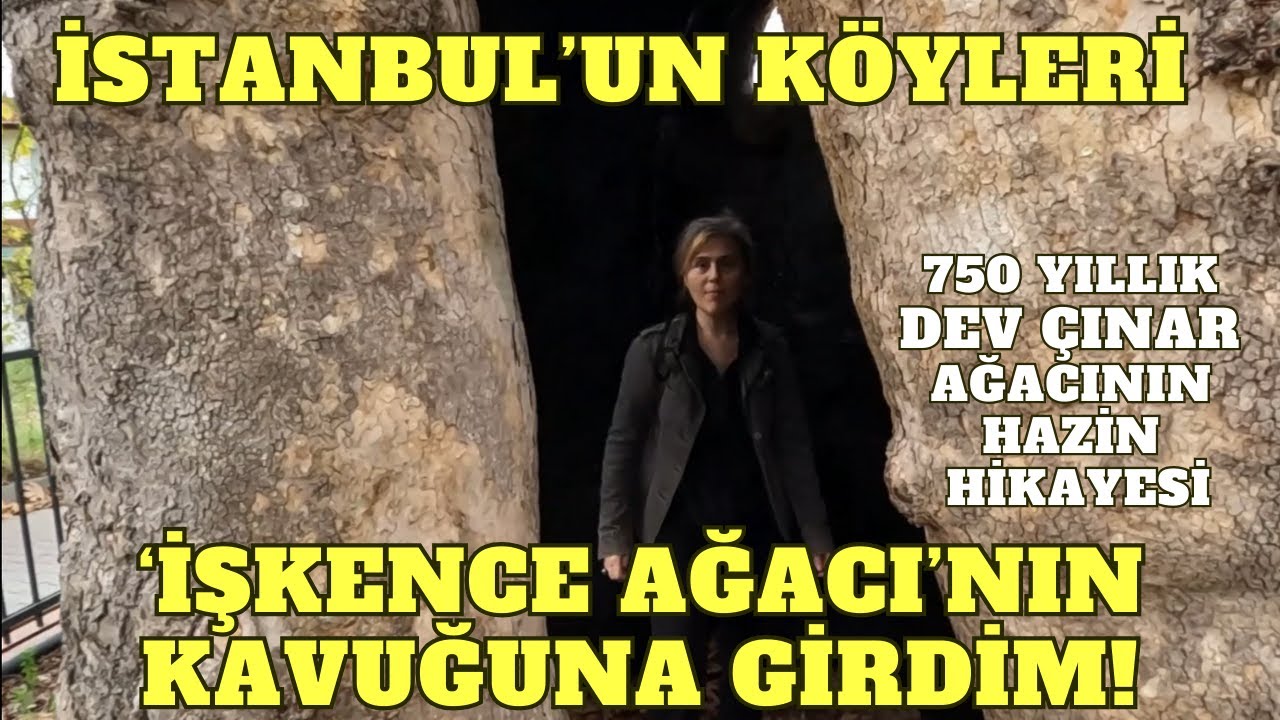 KURTULUŞ SA VAŞI SIRASINDA RUM ÇE TELER TÜRKLERE BU KOVUKTA İŞ KENCE ETMİŞ - 750 YILLIK ÇINAR AĞACI