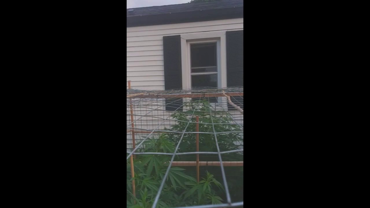 Michigan Medical Outdoor Grow Op Fiolar Spray