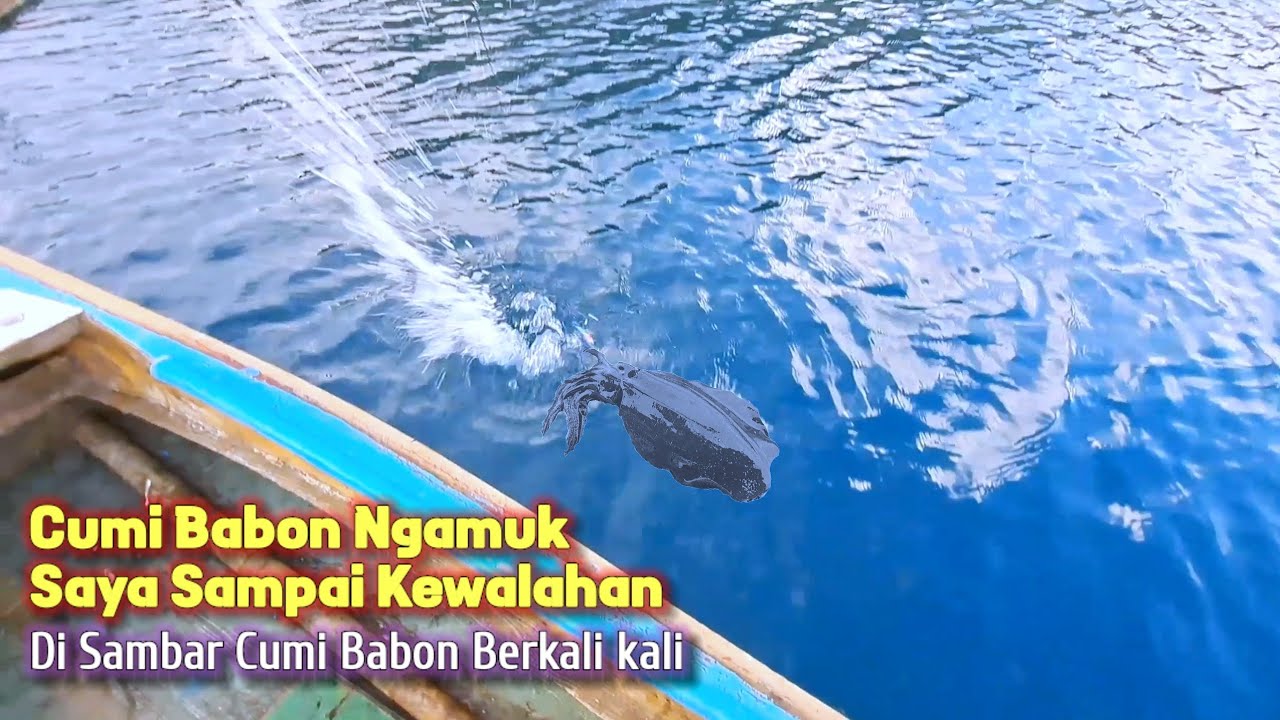 Di sambar cumi babon berkali kali sampai kewalahan || Mancing cumi sore hari di kampung sarang cumi