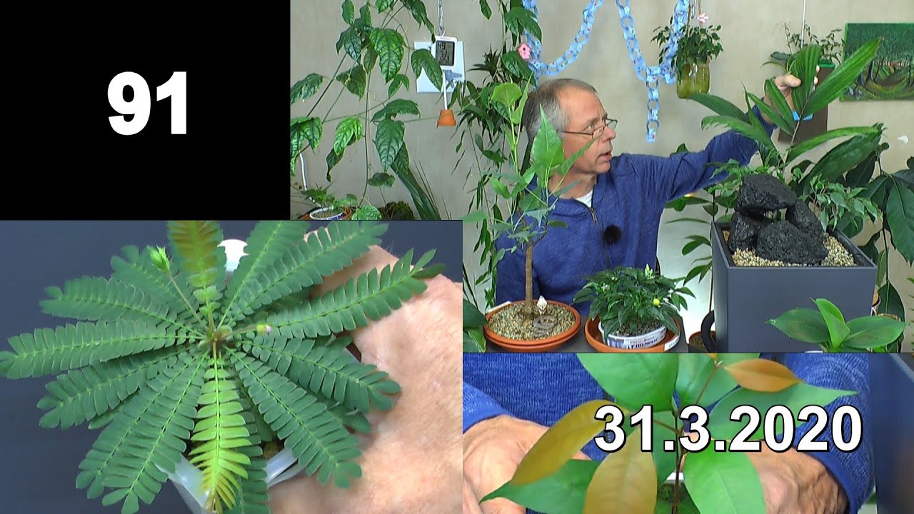 Exotische Pflanzen Vielfalt in der Anzucht und Pflege auch Bonsai Indoor