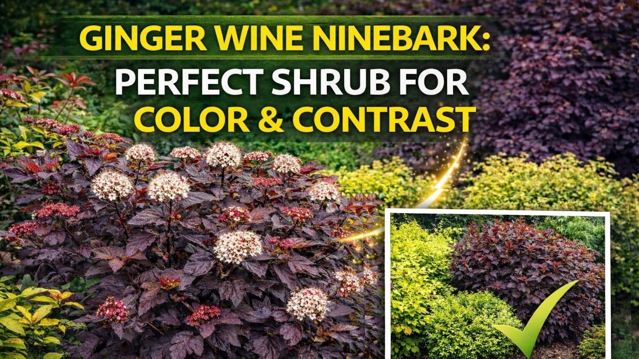 GINGER WINE NINEBARK | Physocarpus opulifolius | A Proven Winners Plant
