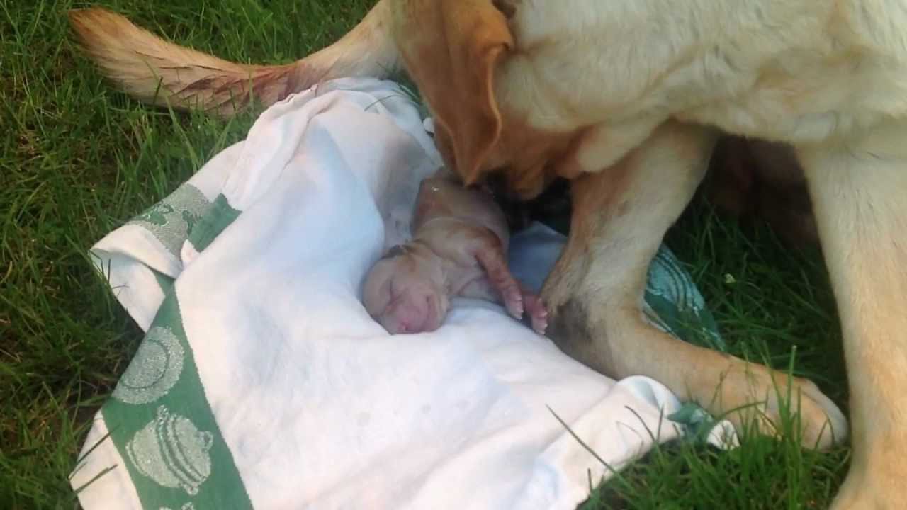 Parto Labrador Prisca